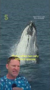 Hippo Watch with Steve Backshall | Hippo Noises | Channel 5