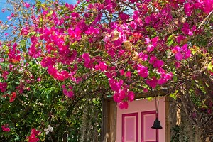 Comment bouturer le bougainvillier ?