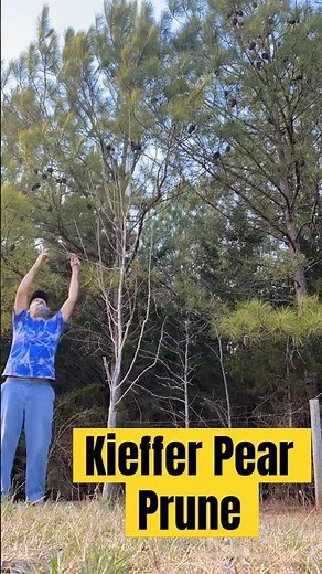 Kieffer Pear pruning! #peartree #backyardorchard #fruitforest #zone8