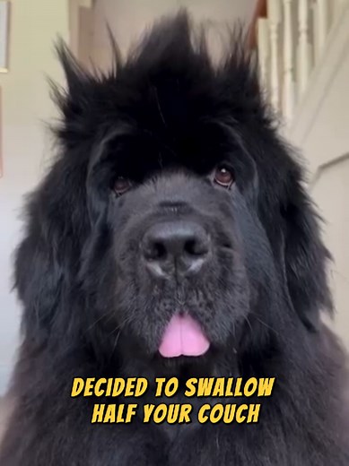 Newfoundland Dogs: 200 Pounds of Pure Candles and Destruction
