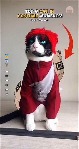 Top 11 Most Epic Cat Costume Moments!