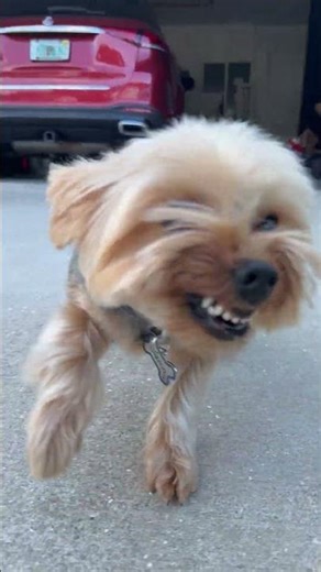 Tiny paws, big attitude, Gizmo the Yorkie 🐾🐶