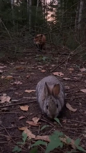 Survival in the Forest: Red Fox Ambush Tactics