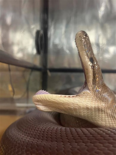 Had to do this 🤣🤣🤣 Waylon Slithers - Olive python 🐍 💚 | GG Wildlife Rescue Inc & WA Wildlife Displays