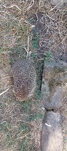 Teasel has excelled beyond all my expectations. She's up by 57g in two days to 723g. Plus which she's walking in a perfect straight line! | The Disappearing Hedgehog