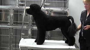 Portuguese water dog retriever trim recap | Grooming Professors