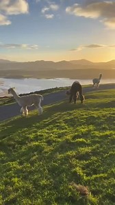 95 reactions | Sunset strolls with @wild_alpaca_way , where golden skies and gentle alpacas make magic on the hills.蓮 #DiscoverDonegal #Inishowen #WildAlpacaWay #VisitDonegal | Discover Donegal.ie | Facebook