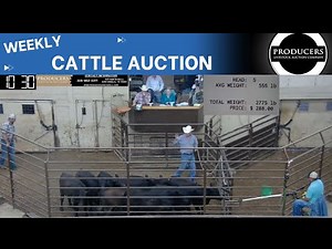 7/25/2024 - Producers Livestock Auction Company - Cattle Auction