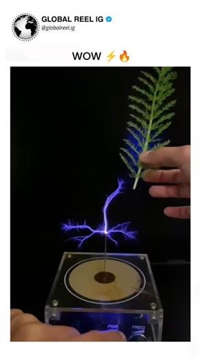 Global Reel IG ™ on Instagram: "The post features a 30-second video demonstrating a mini Tesla coil generating high-voltage plasma that arcs through a fern frond and a leaf, successfully lighting a small neon bulb held nearby, showcasing plants' conductivity. Plant tissues, containing water and electrolytes, enable this low-resistance path for electricity, a principle rooted in bio-electrochemistry; similar DIY experiments, like those using fruit batteries, extend to high-voltage setups without