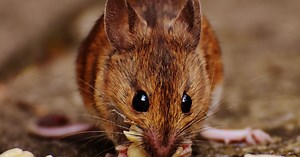 Rats are New Yorkers just like humans in the city; have genetically adapted to life in the Big Apple