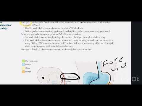 First Aid step 1 GIT part 2 (Gi embryology) in Pashto