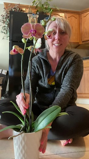 Repotting Orchid into Water Culture | Orchid Plant Care Tips