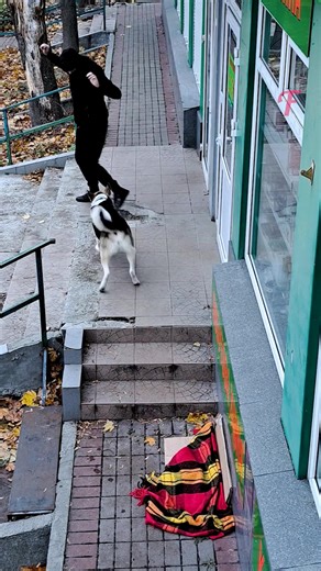 71K views · 64 reactions | Loyal dog protects owner's shop | Tips & Tricks | Facebook