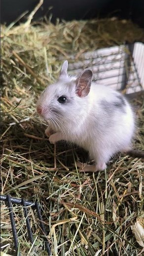 Osmák degu je ultimátně roztomilý hlodavec #chovatel #degu #zviratka #zvířata #mazlicci #petsvetcz