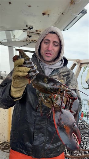 We caught a lobster with a strange tag on it! #maine #lobster #fishing #coolcatch #interesting