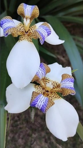 Flower explosion Beach iris #plants #flowers
