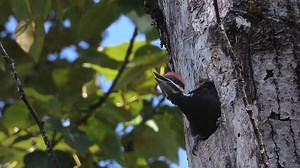 Pileated Woodpecker at nest (Dryocopus pileatus) | BIRDS & Nature