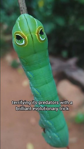 Nature’s Master Illusionist: The Oleander Hawk-moth Caterpillar! 🌿👁️🐍