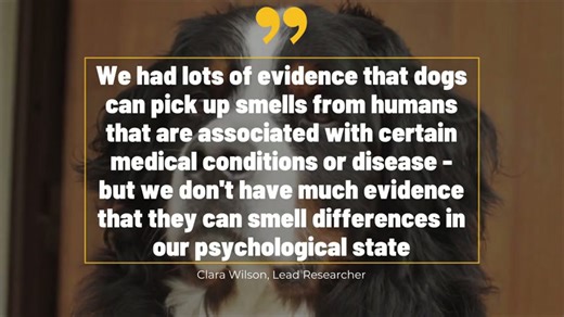 Dogs can smell when you’re stressed