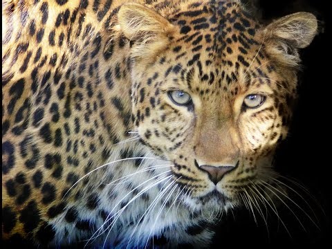 Wild Animals Sounds - Leopard Sounds