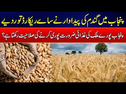 Punjab Ready to Meet Pakistan’s Food Needs: Record Wheat Production Expected | News Update | Rohi