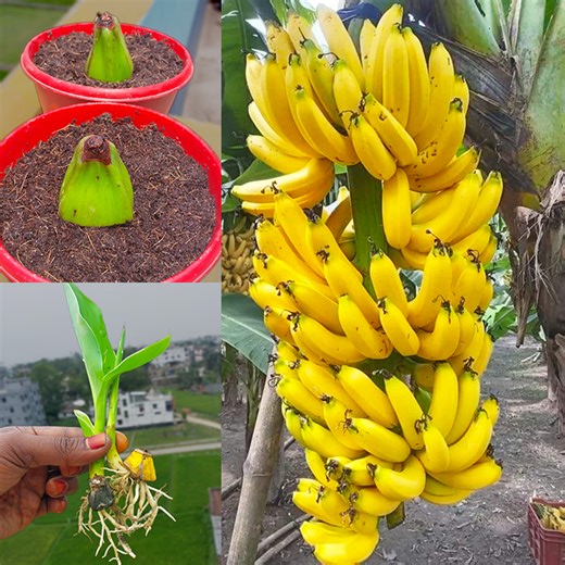 How to grow banana plant at home roof from fruits || Best & easy method for planting | DIY IndoorGarden