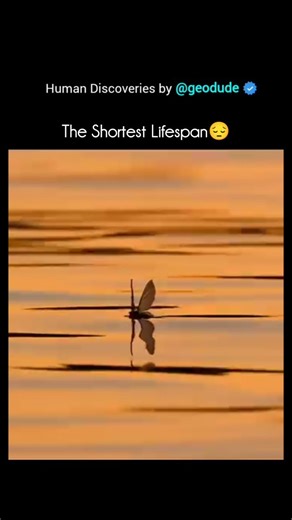 Animal Documentary & Science Concepts on Instagram: "Mayflies are fascinating insects known for having one of the shortest adult lifespans on Earth. About Mayflies 🔺Ancient insects: Mayflies (order Ephemeroptera) are among the oldest winged insects, dating back over 300 million years. 🔺Aquatic childhood: They spend most of their life as nymphs underwater—sometimes for 1 to 2 years—living in streams, rivers, and ponds. 🔺Short adult life: Once they become adults, they live only a few hours to a