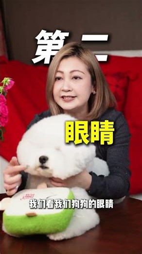 Uncover the Differences: Bichon Frise vs. Baby Bichon Frise