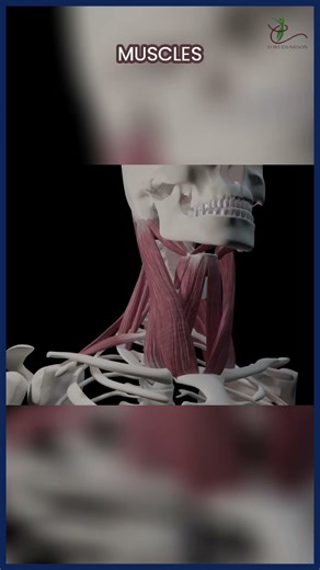 Neck Anatomy: Unlocking Secrets of Your Neck's Complex Systems #shorts