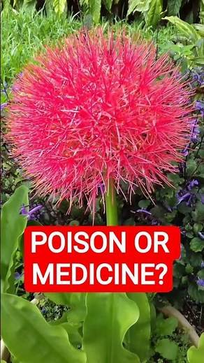This Beautiful Flower Can Stop Your Heart Instantly 💀 | Blood Lily #naturefacts #usa