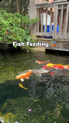 My koi are already slowing down a bit when I feed them! It’s about that time to switch over to the Cold Water Food. But man, I wish I could sit here all day and watch them! 😍 #koi #koifish #pond #autumn #nature #backyard #home | Team Aquascape