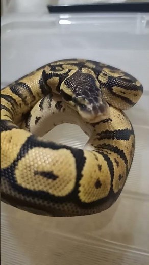 Orange Dream Fire Chocolate Ball Python | Intense Color Morph Showcase!