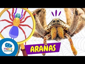 COSAS QUE NO SABÍAS SOBRE LAS ARAÑAS 🕷️🕸️| Vídeos Educativos de Animales Para Niños | Happy Learning
