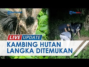 Hewan Langka Kambing Hutan Sumatera yang Ditemukan di Langkat Mati, Alami Luka Karena Sakit