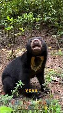 He looks human… But he's one of the strangest bears
