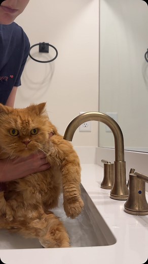 134K views · 10K reactions | Caring for cappy on international cat day is the greatest gift. He is always perfect to me. #internationalcatday #catlove #specialbond #paresis | Katie Beth Miedaner | Facebook