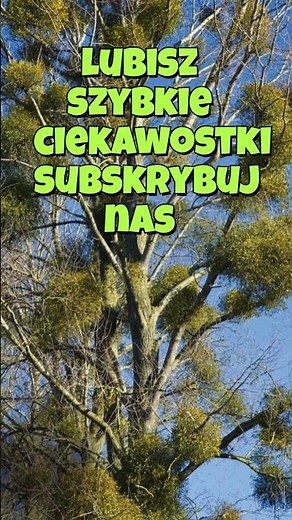 Jemioła #laboratoriumciekawostek #zwierzaki #ciekawostkanadziś #ciekawostki #nauka #rośliny #lasy