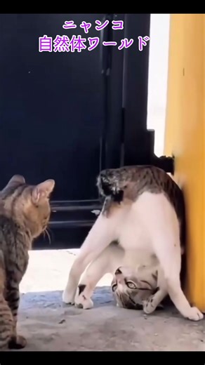 にゃにゃにゃんこ: おもしろ猫動画集