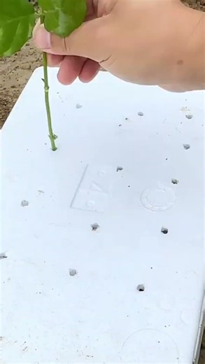 the process of planting vegetables using cardboard boxes with holes in them