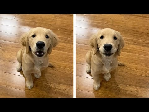 Adorable Golden Retriever Learns How To Whisper