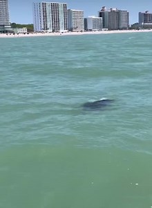 How cool is this? Our friends at Downwind Sails Watersports captured this awesome video of a leatherback sea turtle just offshore of Myrtle Beach. Leatherback sea turtles are the largest in the world! | Ed Piotrowski WPDE