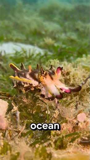 This Tiny Rainbow Sea Creature Is Actually Toxic 😳🌈