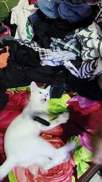 Playful Kitten Enjoys Rope Time with Owner’s Hand 🐾❤️😺