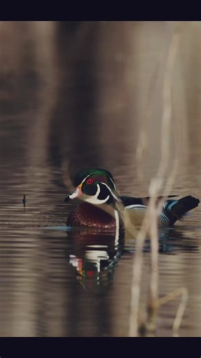 Exploring the Charm of Wood Ducks as Pets