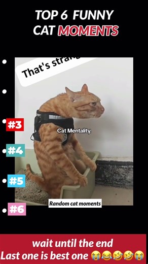 😹 Funniest Cat Videos Compilation Ever! | Random Cat Moments #shorts