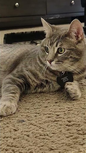 #rock five finger death Punch