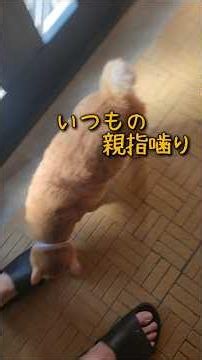 にゃんこと代車 #にゃんこ #茶トラ