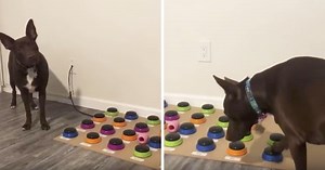 A Speech Pathologist Trained Her Dog To Communicate With A Sound Board