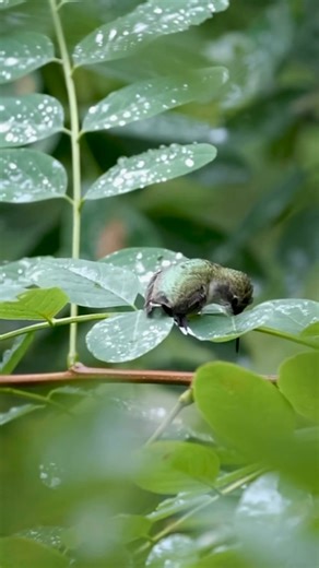 11K views · 1.1K reactions | To be so smol that a leaf is your bathtub Rubythroated殺殺 | Colibríes lindos | Facebook