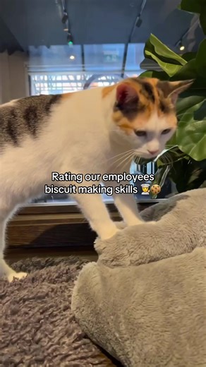 Our cat café employee performance review is here 📝🧑‍🍳 Come and meet all our little bakers at Java Whiskers Cat Café in White City or Marylebone! Link in bio to book! #catlover #catsoftiktok #cutecat #catcafe